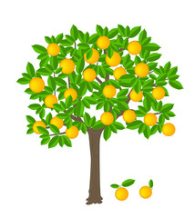 orange tree with ripe fruits on it