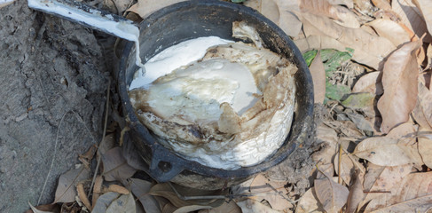 Hevea brasiliensis plantation in Thailand.