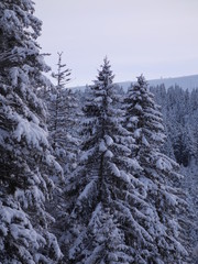 winter landscape fir