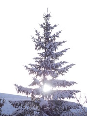 winter landscape fir