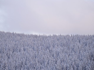 winter landscape fir