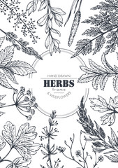 Vector frame with herb and wildflower elements
