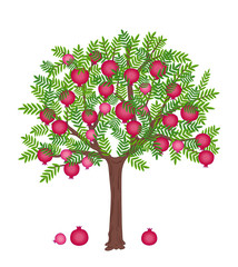 pomegranate tree with ripe fruits on it