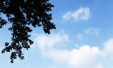 branche sur un ciel bleu