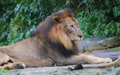 Close up portrait of lion in nature