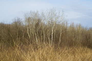 Fototapeta premium Birch trees in the forest