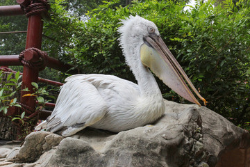 Photo of a pelican in Birds Park of Singapore