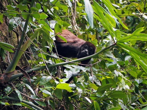 Mantled howler monkey into tropical vegetation, Costa Rica, Central America