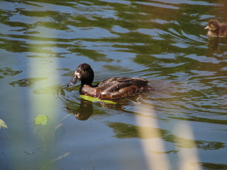 wild duck in a nature