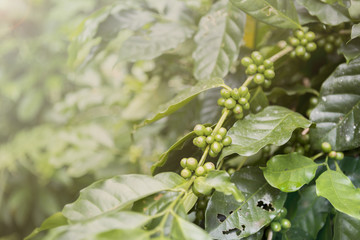 Coffee plant garden with vintage morning light