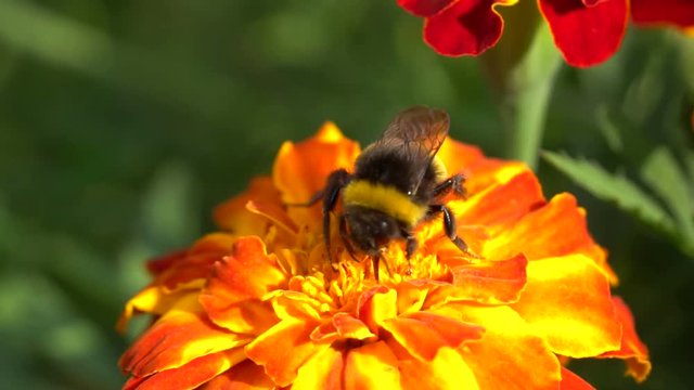 Bumblebee On Tagetes, Close Up