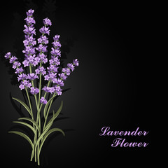 Beautiful lavender flowers on black background.