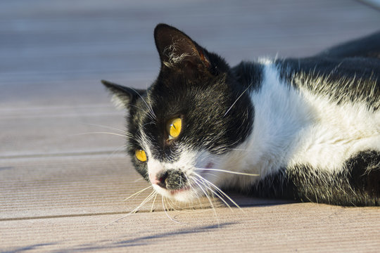 Cat eyes close up