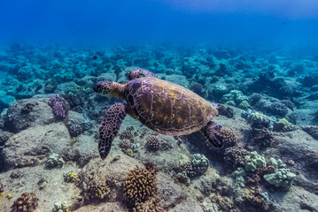 Swimming Turtle