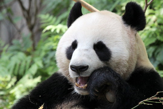 Giant panda in a Singapore zoo
