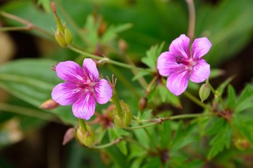 可愛いアサマフウロの花