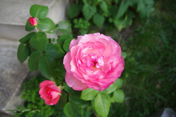 Blooming rose in garden