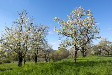 Blühende Kirschbäume (Prunus avium)
