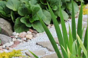 Pebbled path in the garden with Bergenia and iris on flowerbed