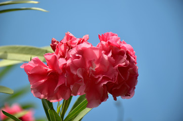 red oleander flower in summer bloom