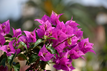 summer bloom of purple bougainvillea