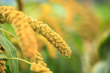  foxtail millet