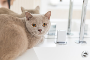 British shorthair cats at house