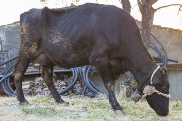 Dettaglio di una mucca che mangia l'erba del prato in campagna. Il campanello suona legato al collo...