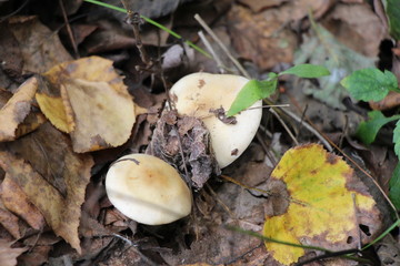 mushrooms, landscape, stones, soil, moss, stones, fungi, grebe, food, vegetarian, forest, park, brown, gray, green, autumn, brown leaves,