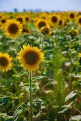 Sunflower field landscape