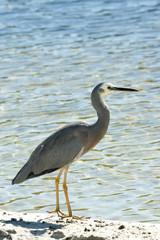 White necked heron on beach vert