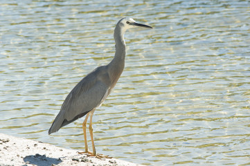 White necked heron