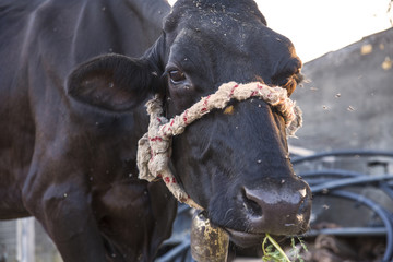 Dettaglio di una mucca che mangia l'erba del prato in campagna. Il campanello suona legato al collo e con gli occhi ci fissa mentre si nutre. L' animale fa parte di una grande fattoria italiana. - obrazy, fototapety, plakaty