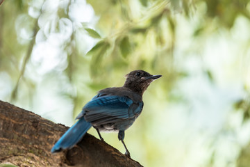 beautiful blue bird close up