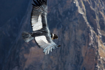 Condor