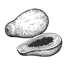 Vintage engraving Papaya.