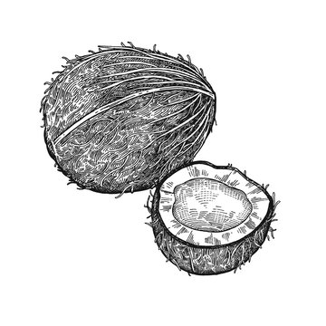 Vintage engraving coconut.