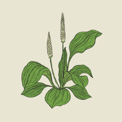 Detailed botanical drawing of plantain with yellow flowers and green leaves. Flowering herbaceous plant hand drawn in retro style. Medicinal herb used for herbal medicine. Vector illustration. © Good Studio