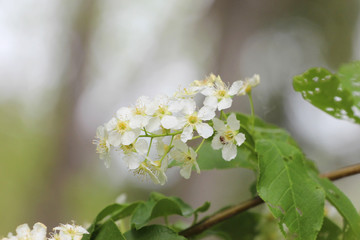Tender spring white flowers of Bird-cherry in nature