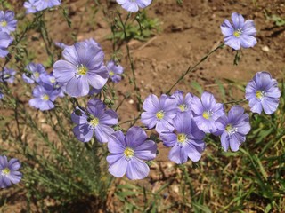 Purple wildflowers in nature