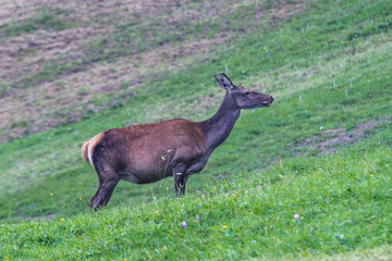 Naklejka na ściany i meble Hind, female Red Deer (Cervus elaphus) on green grassy meadow.