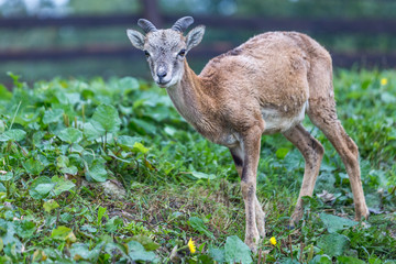 Young mouflon (ovis musimon), wild sheep, Slovakia, Europe.