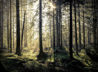 Fototapeta premium Piękny widok na las rano. Słońce zagląda przez drzewo