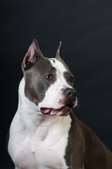 Staffordshire terrier potrait on black background at studio