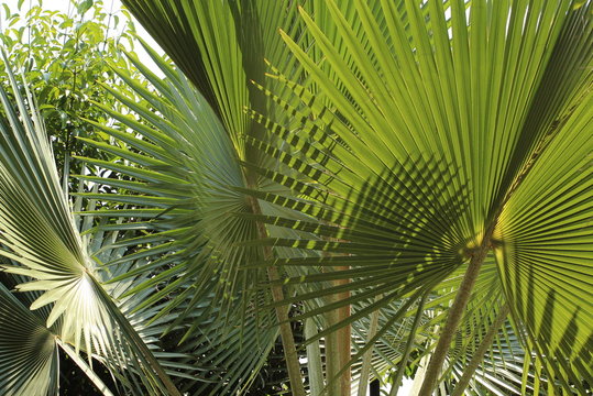 Close up image of green palm leaves