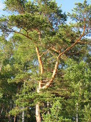 Fototapeta premium Close up image of a pine tree on the sky background