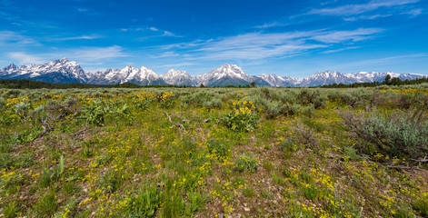 Alpine wildflowers in Grand Teton National Park