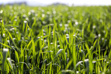 Green Field in Turkey and bokeh