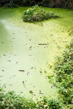 Green lake, swamp in the middle of the forest.