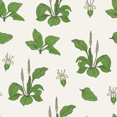 Gorgeous seamless pattern with plantains on light background. Beautiful wild plant with flowers and leaves hand drawn in vintage style. Botanical vector illustration for textile print, wallpaper.